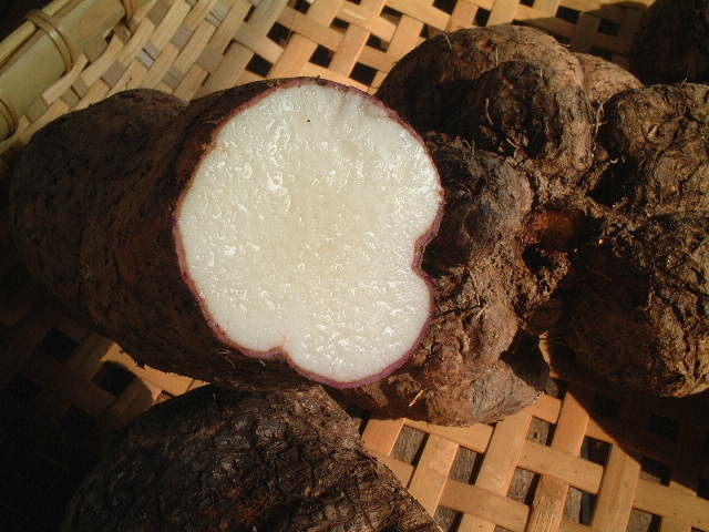 山芋を育てるでござる